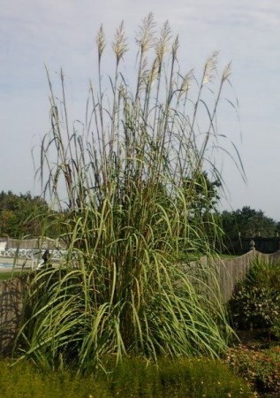 Erianthus ravennae
